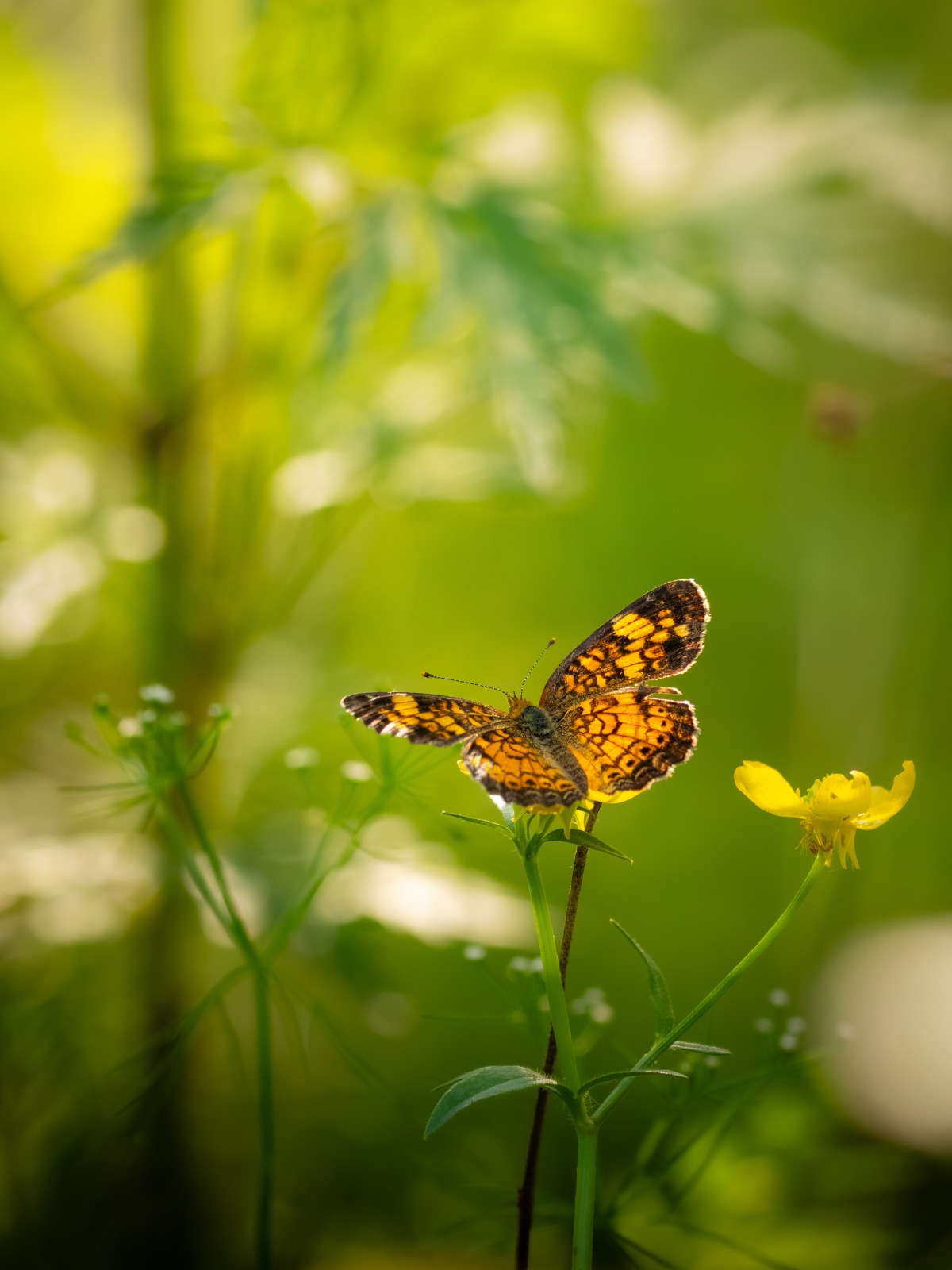 A colourful butterfly among flowers